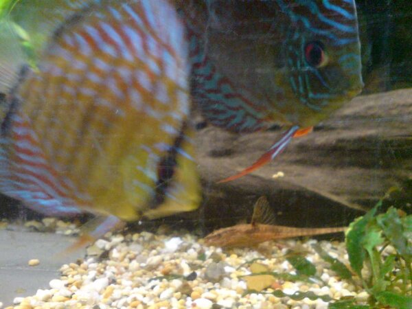 Discus