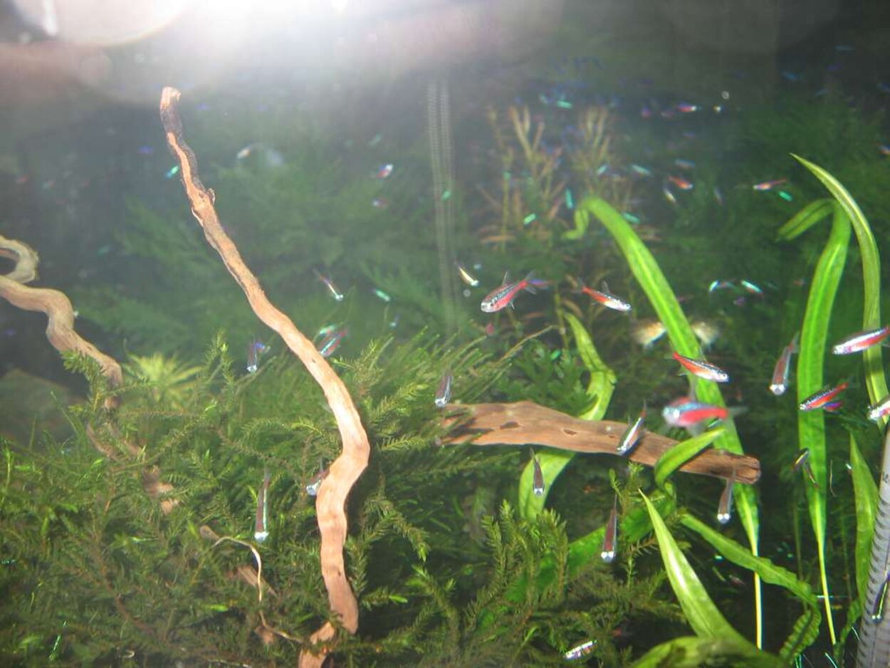 Mässan, Planted aquarium 2008