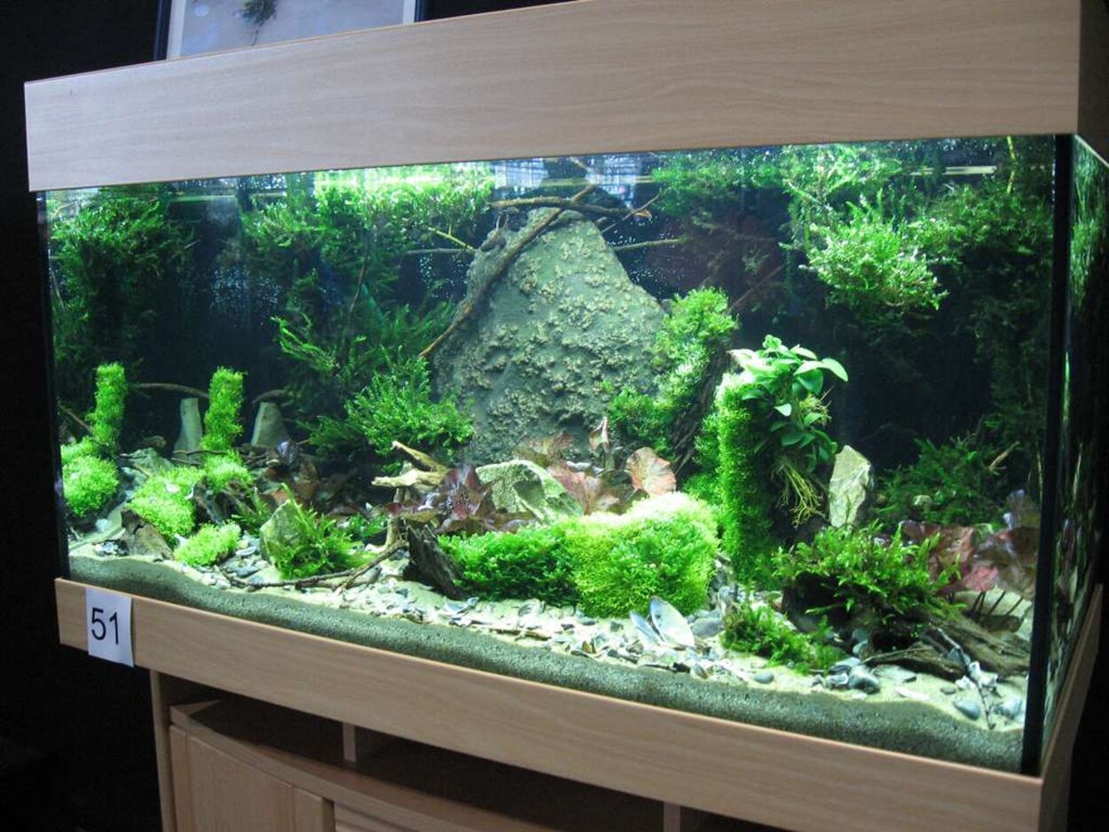 Mässan, Planted aquarium 2008