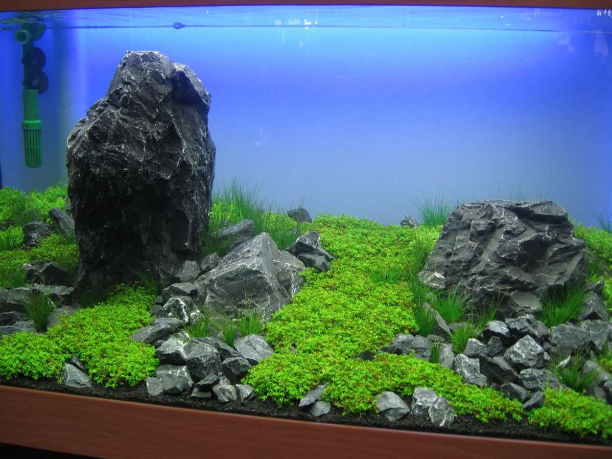 Mässan, Planted aquarium 2008