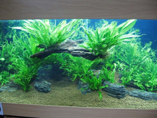 Mässan, Planted aquarium 2008