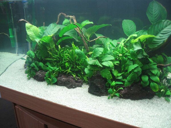 Mässan, Planted aquarium 2008