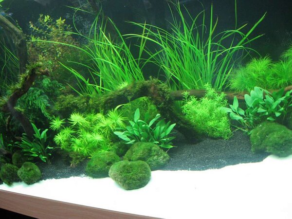 Mässan, Planted aquarium 2008