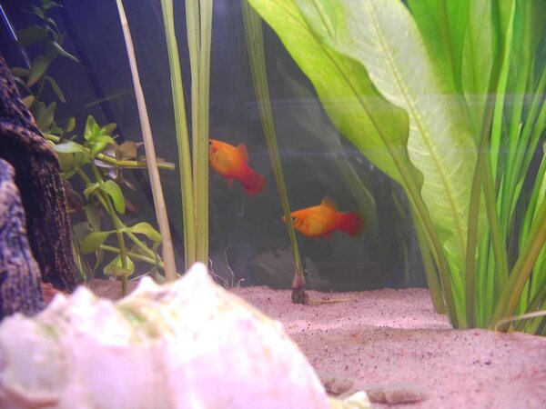 platy