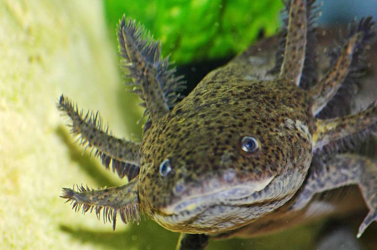 Axolotl