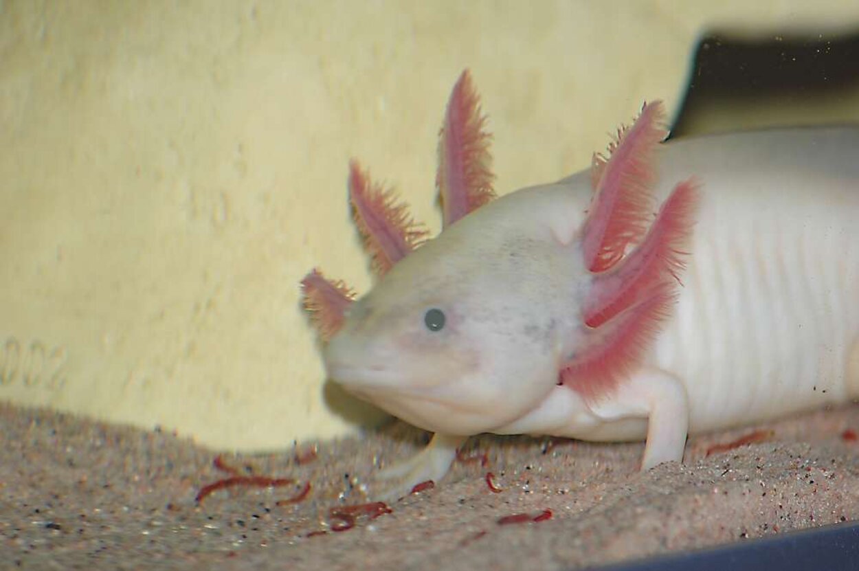 Axolotl