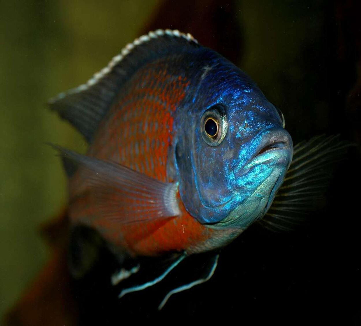 Copadichromis borleyi