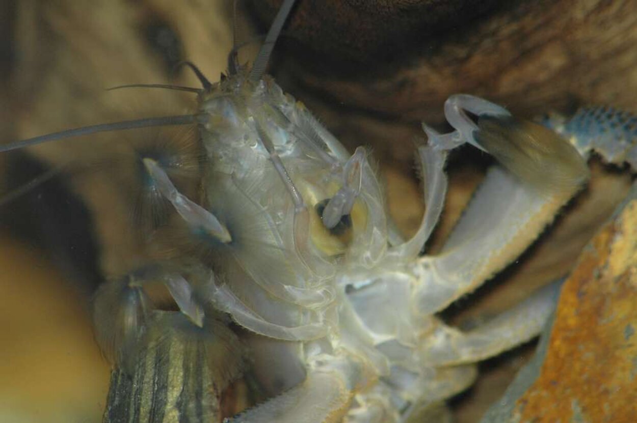 Filtrerande Atya Gabonensis underifrån