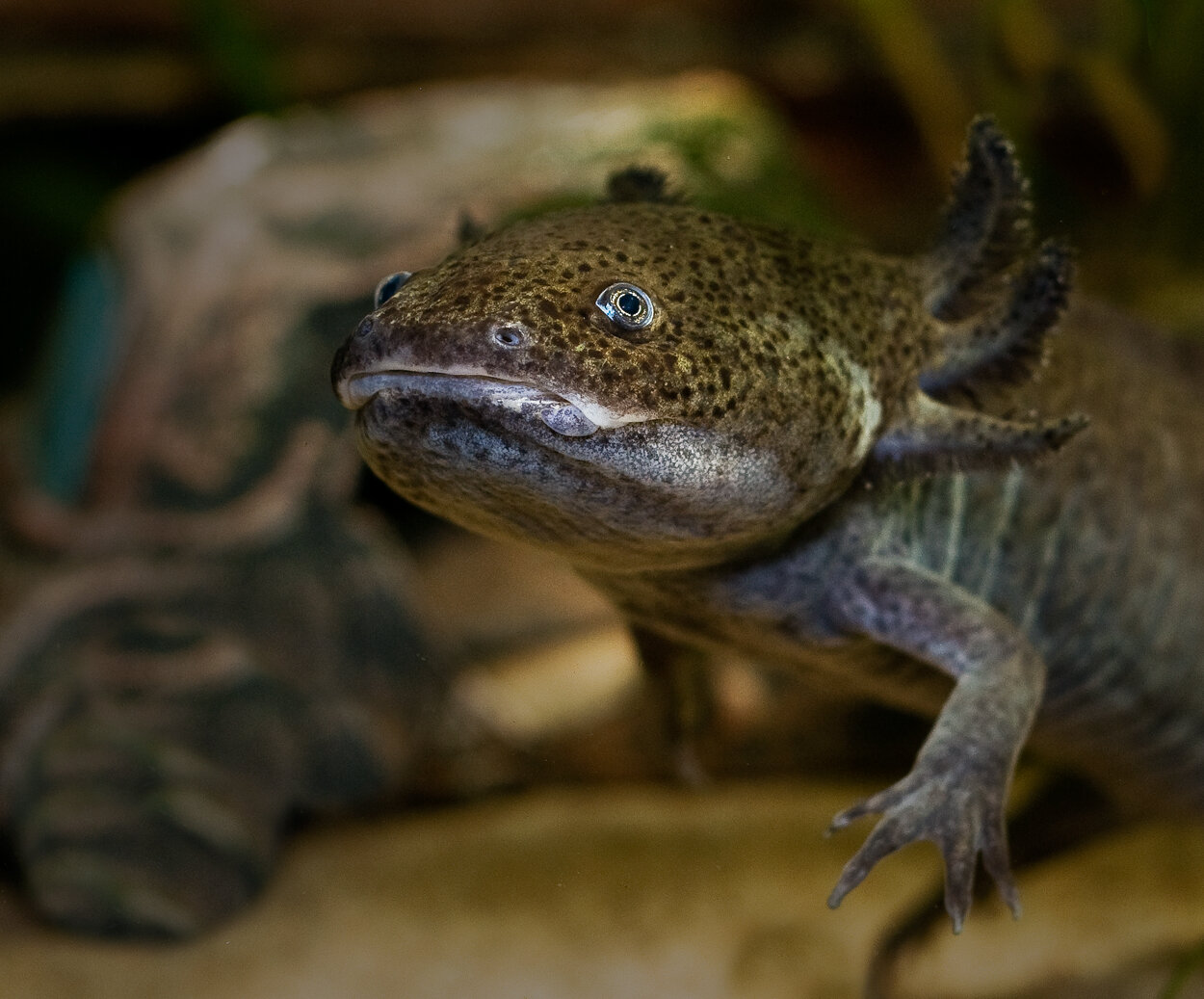 Axolotl