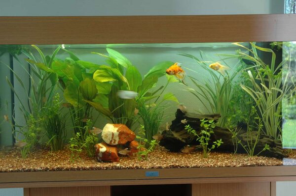 Mitt nya akvarium