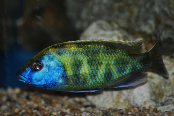 Nimbochromis venustus