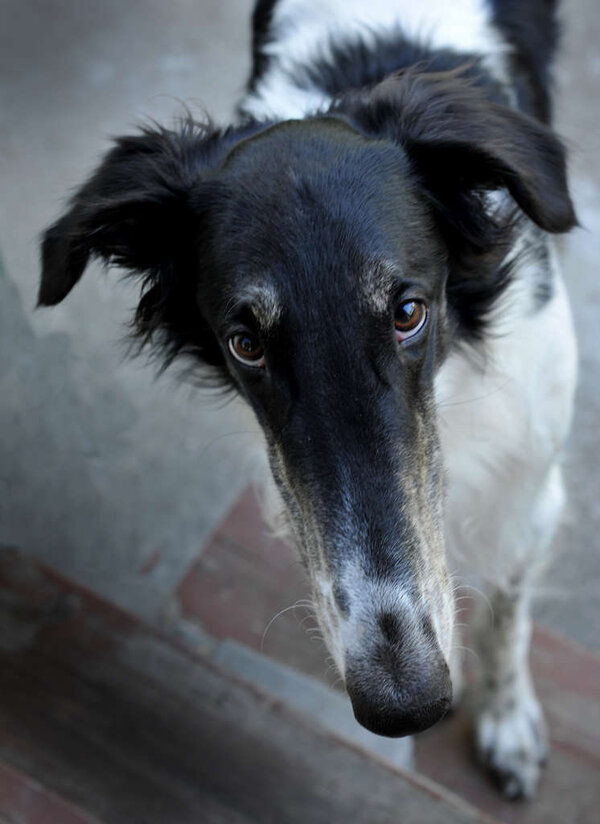 Borzoi