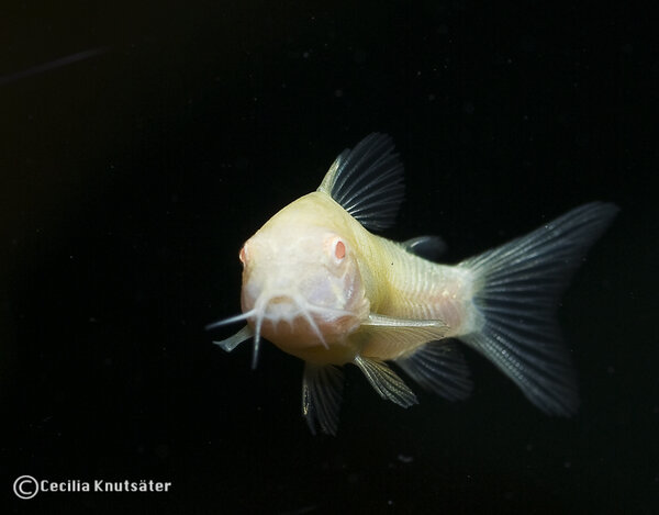 Albino pansarmal