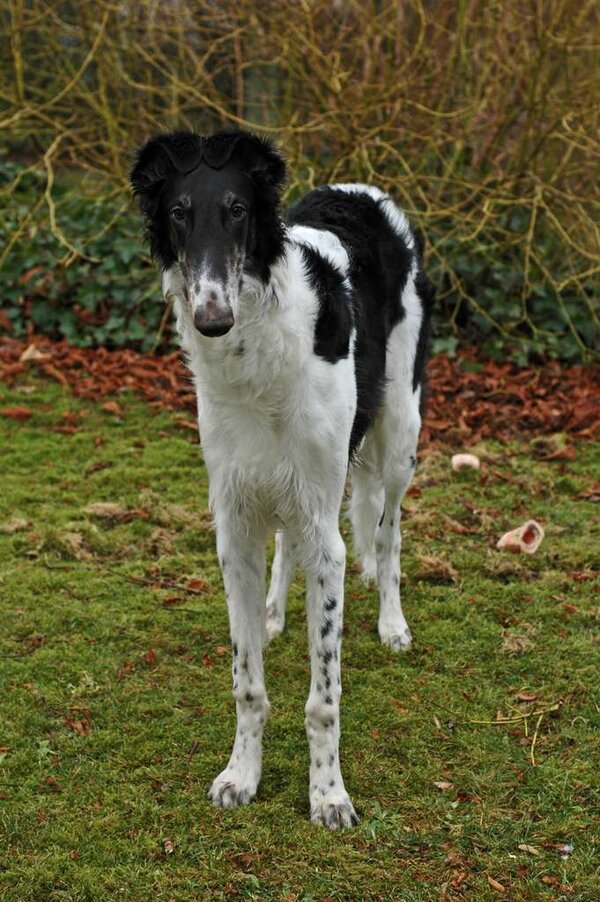 Min Borzoi 7 månader gammal