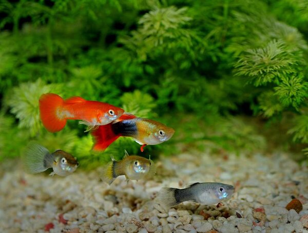 The happy guppy family