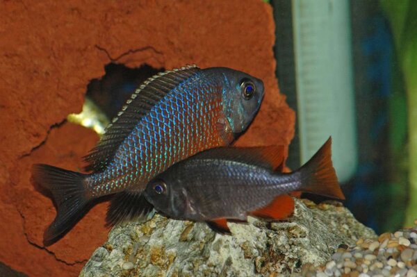 Copadichromis borleyi, Kadango par som leker