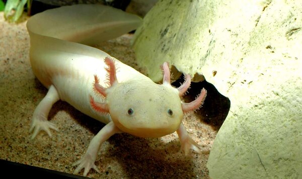 Fru Axolotl