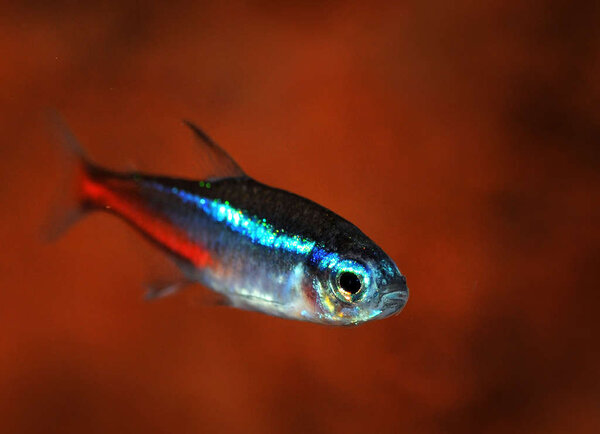 Neontetra