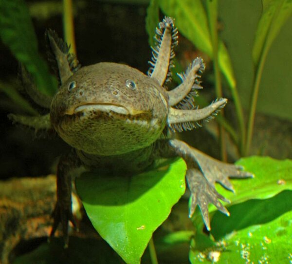 Herr Axolotl