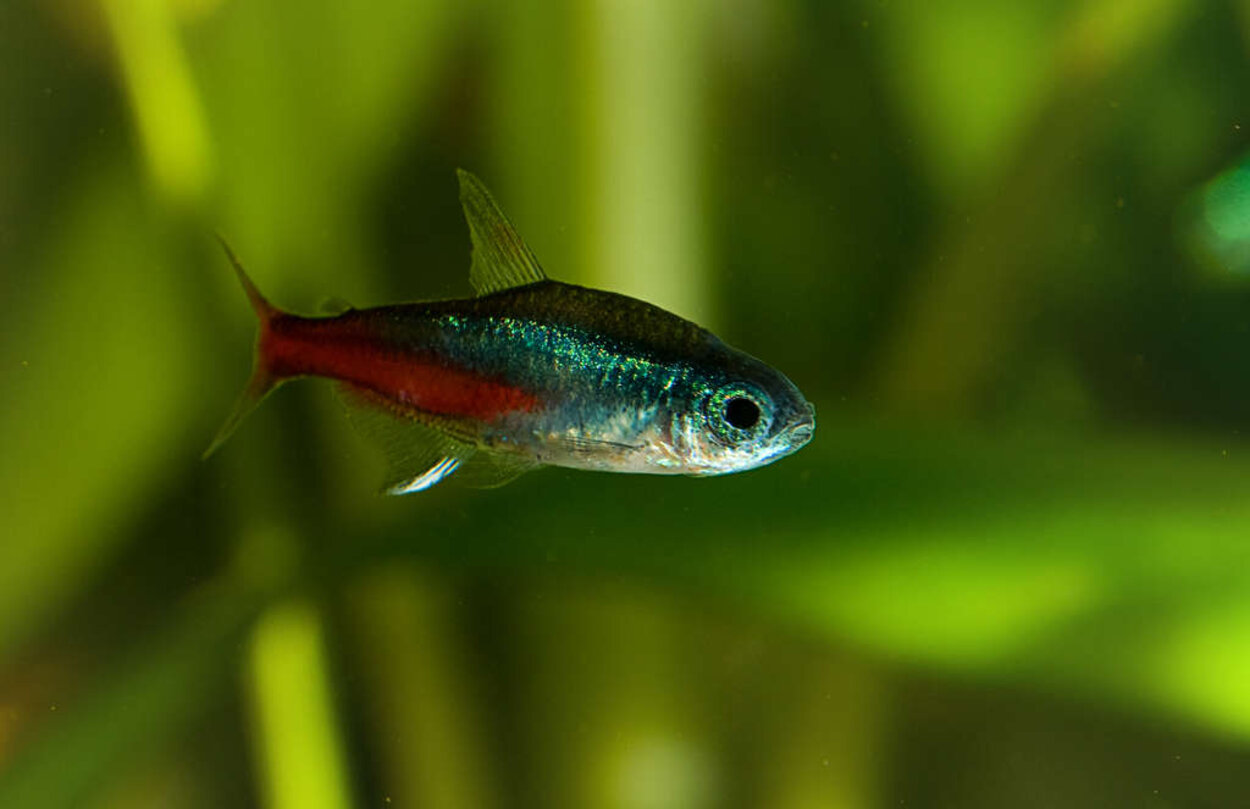 neontetra