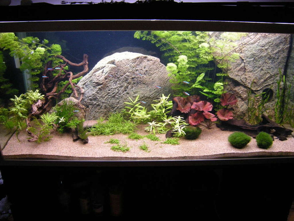 Mitt akvarium