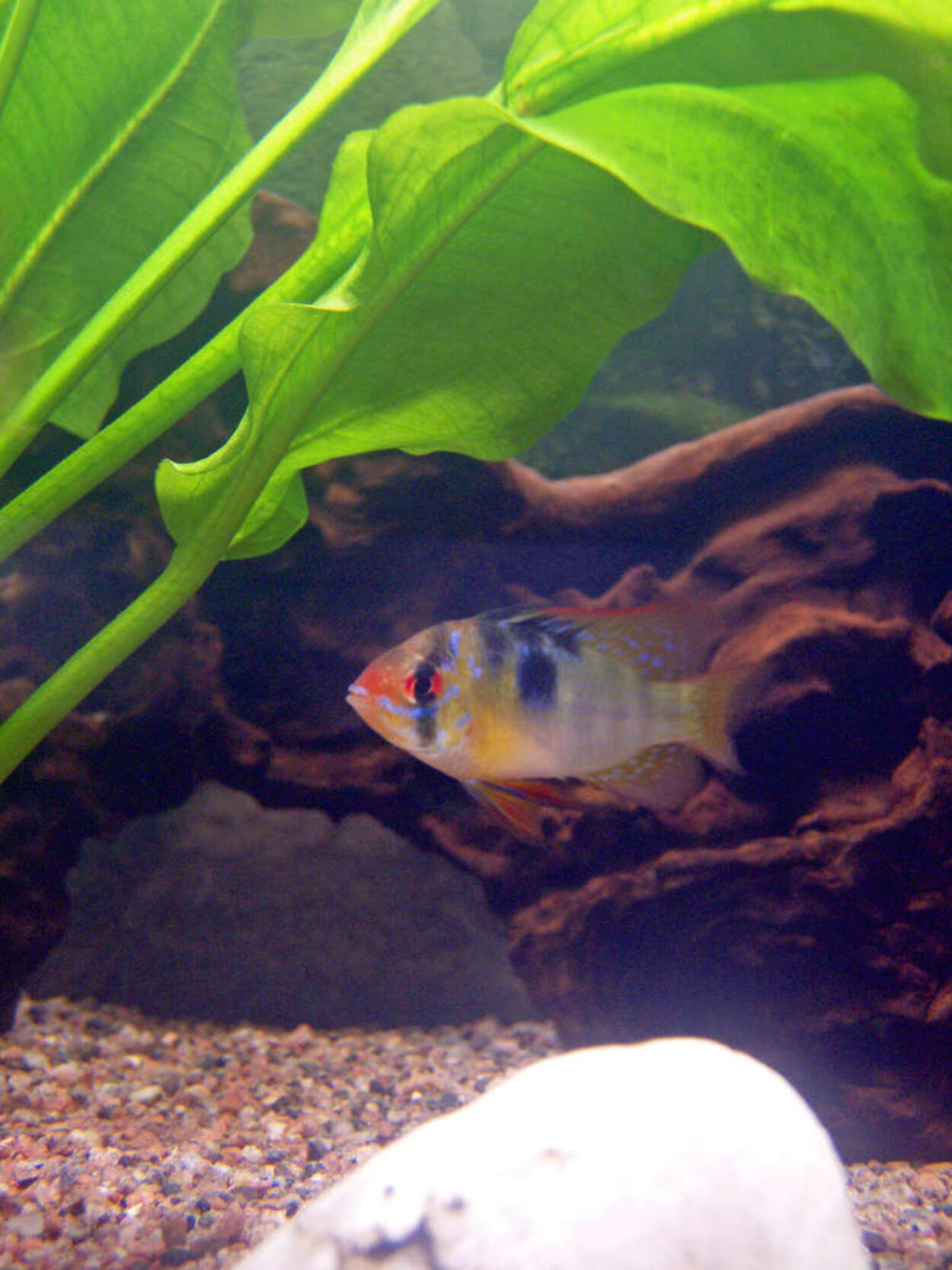 Mikrogeophagus ramirezi