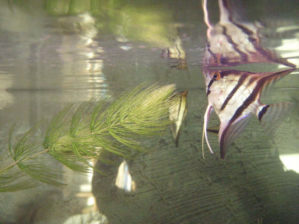 Pterophyllum scalare