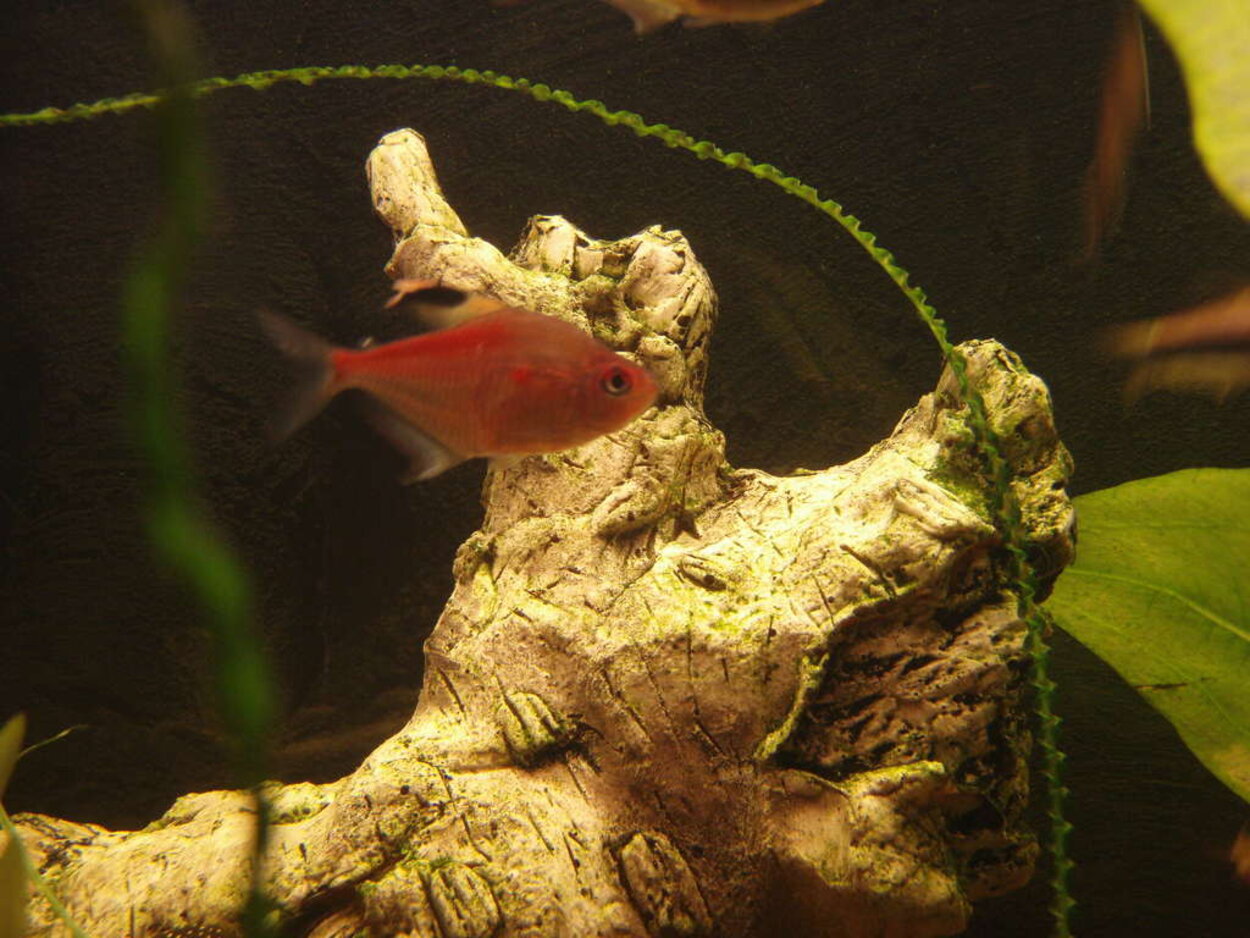 Hyphessobrycon pyrrhonotus