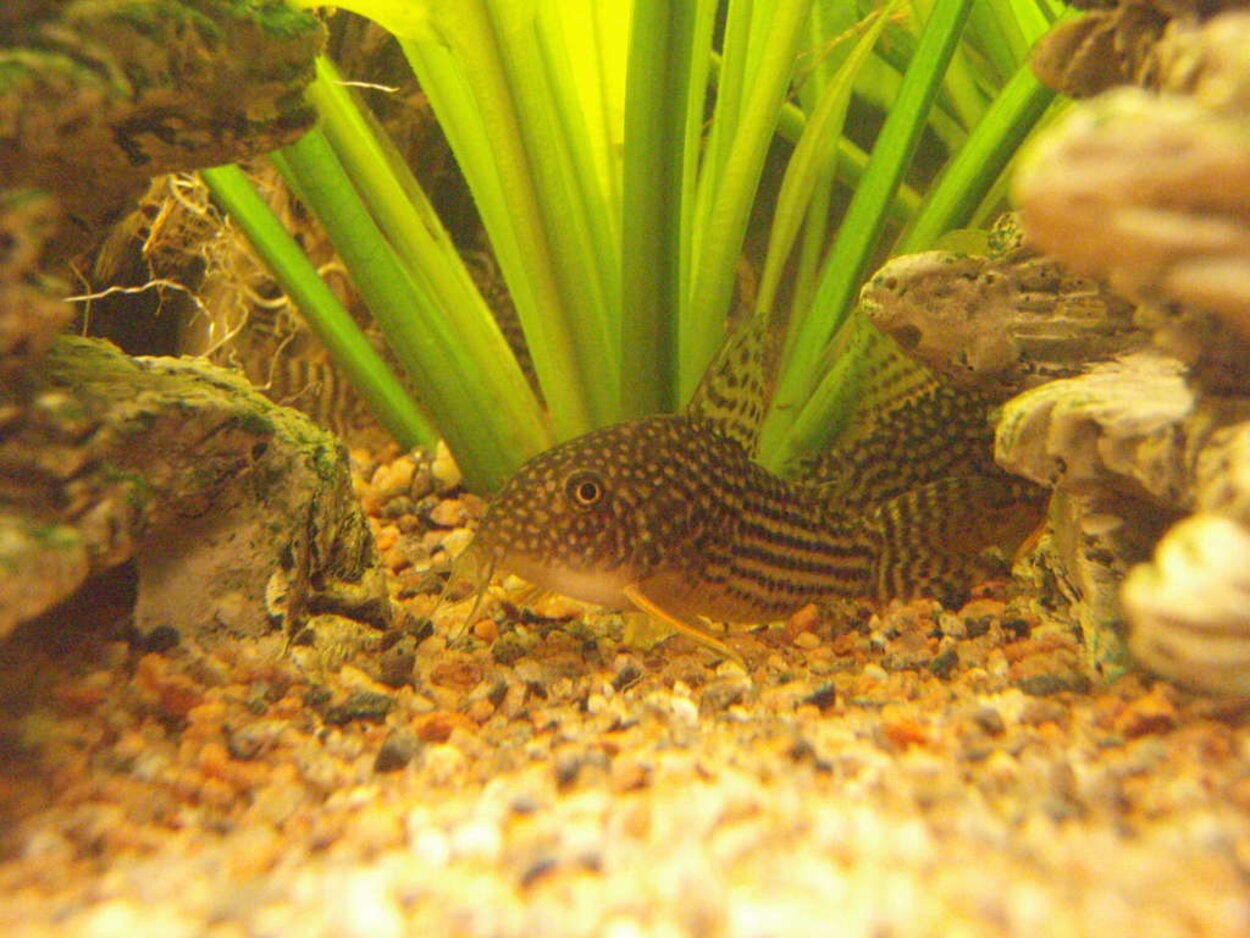 Corydoras Serbai