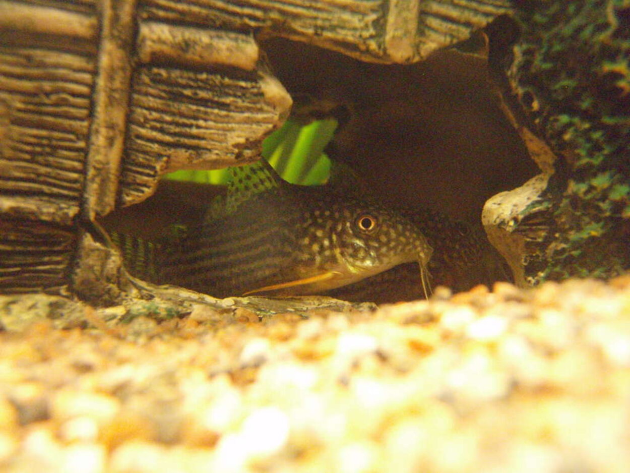 Corydoras Serbai