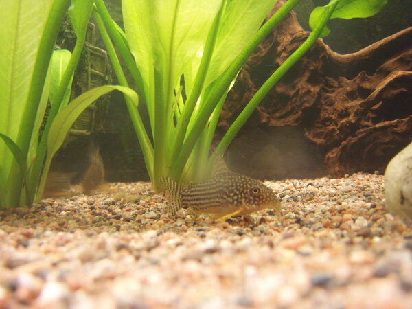 Corydoras Serbai