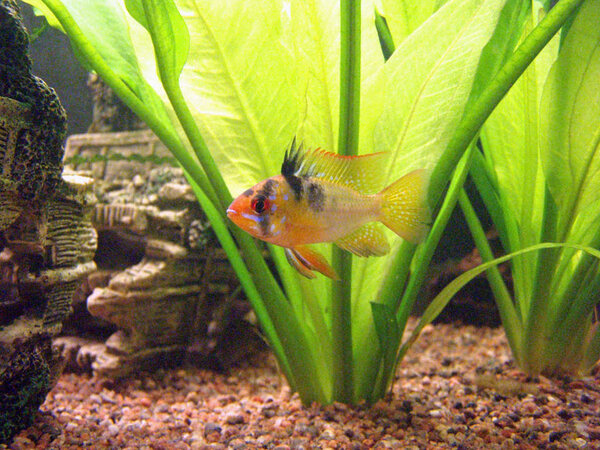 Mikrogeophagus ramirezi