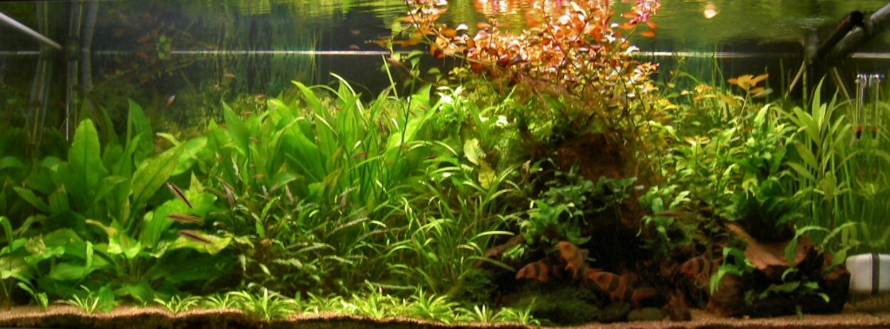 Akvarium 071103