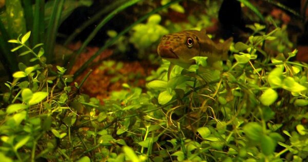 Hemianthus callitrichoides och kinesisk algätare