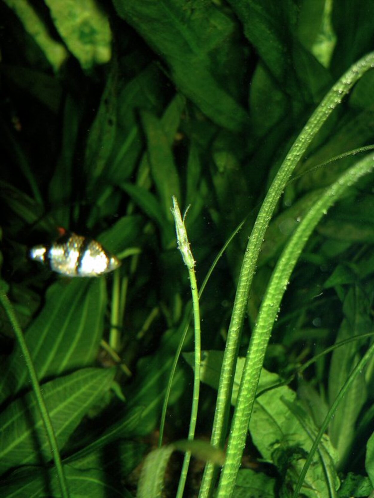 Sagittaria blommar 070307