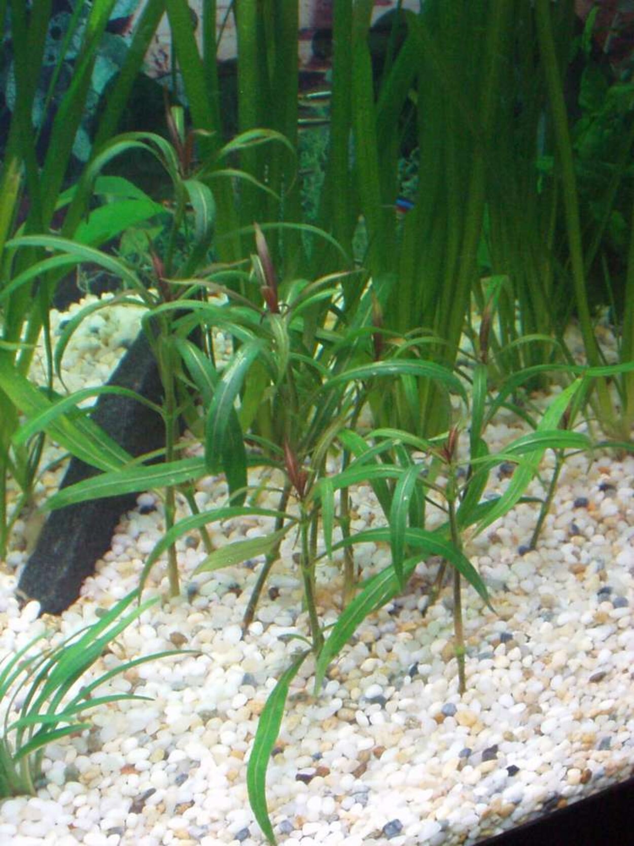 Hygrophila_polysperma