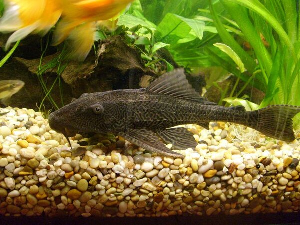 Pleco