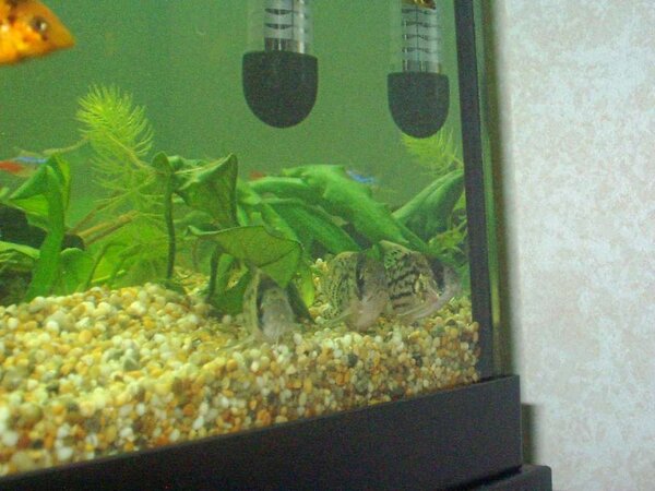 Corydoras