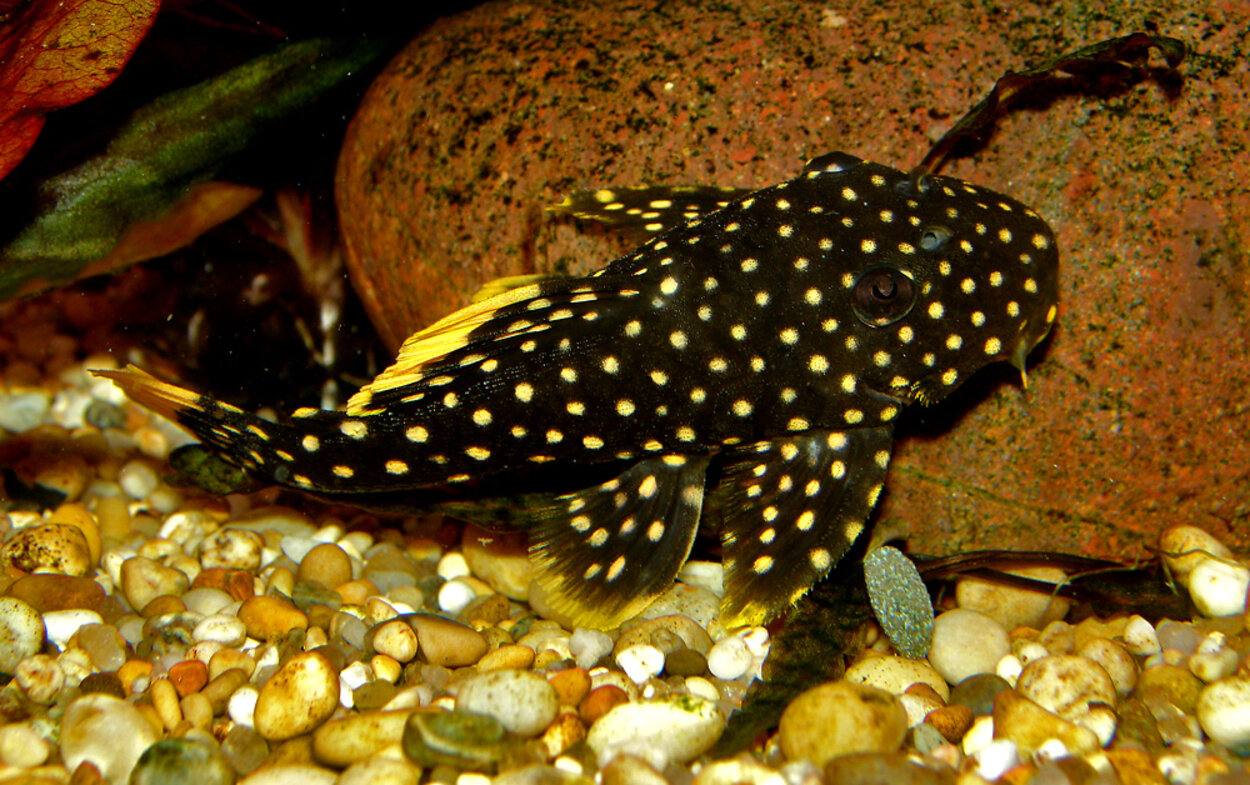 Baryancistrus sp. L018