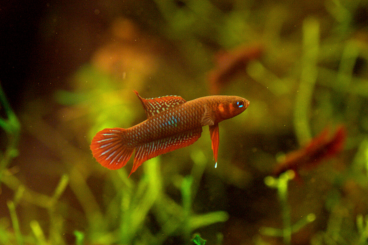 Betta uberis "Pangkalanbun"