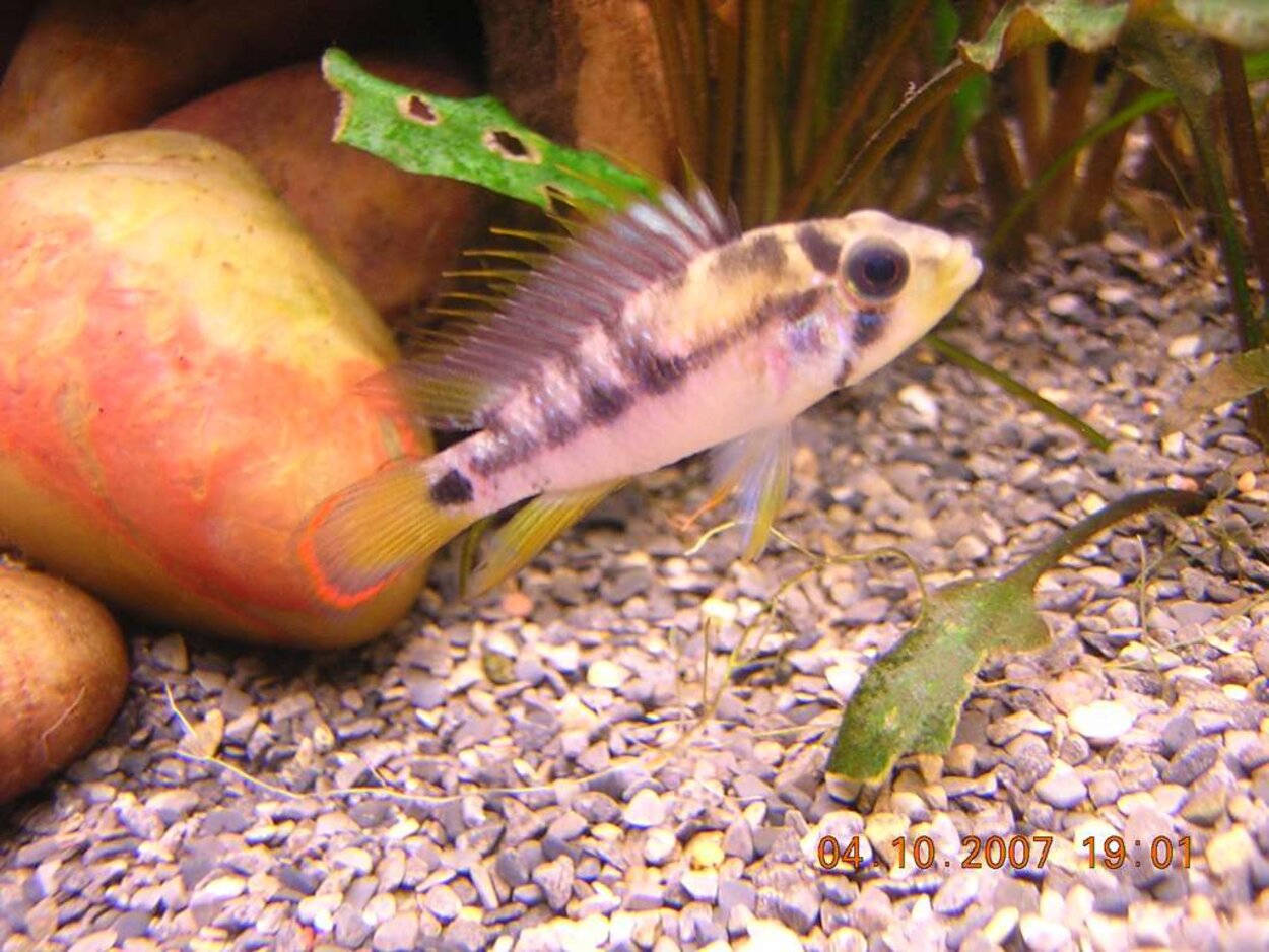 Apistogramma baenschi hanne