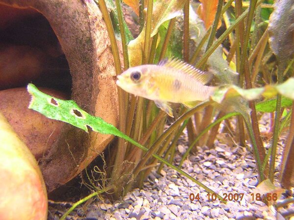 Apistogramma baenschi hona