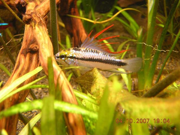 Apistogramma Trifasciata hanne