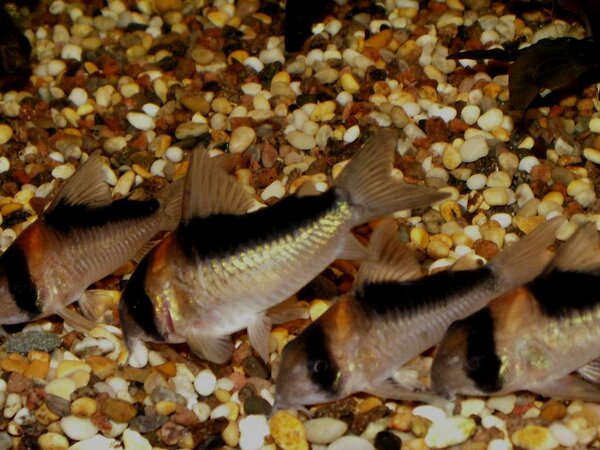 Corydoras Adolfoi