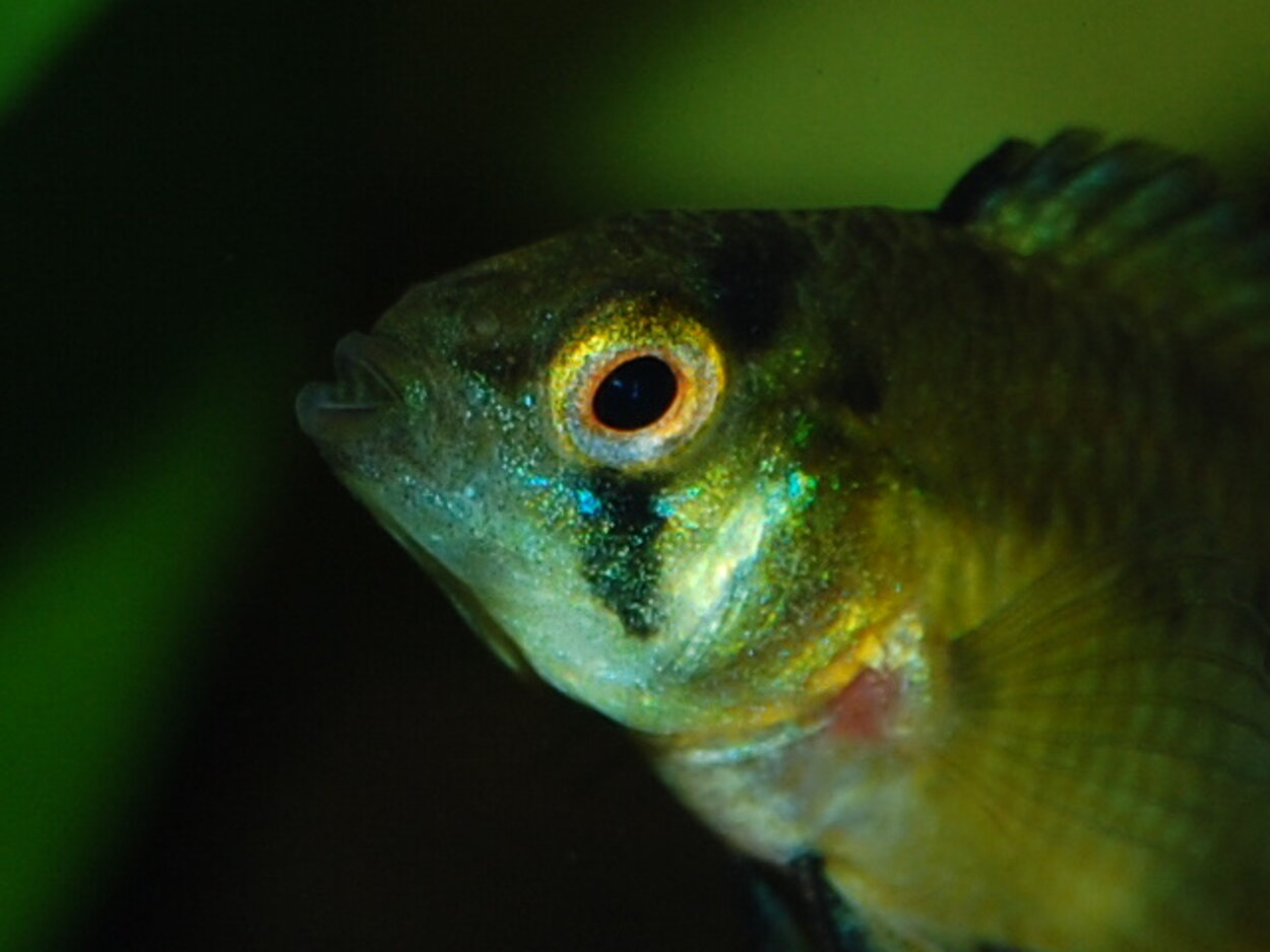 Apistogramma borellii