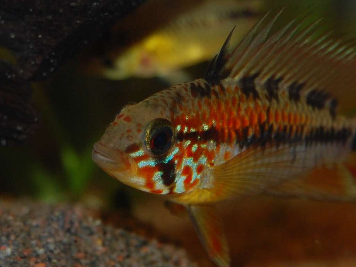 Apistogramma viejita