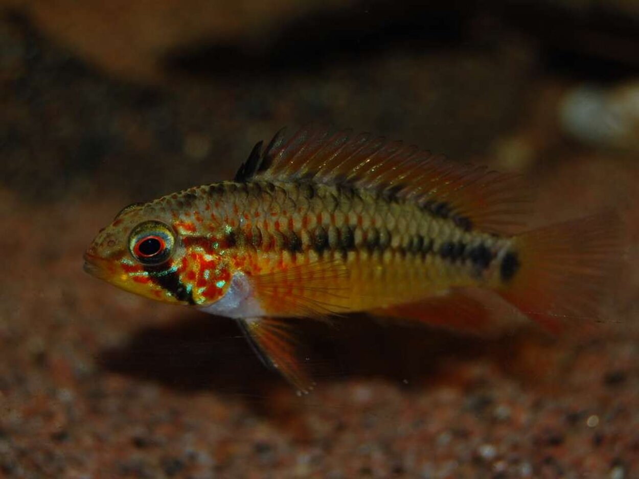 Apistogramma viejita