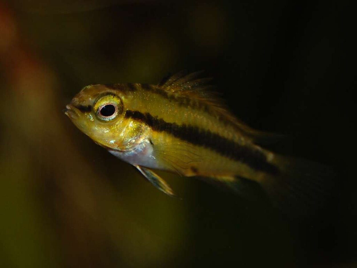 Apistogramma trifasciata