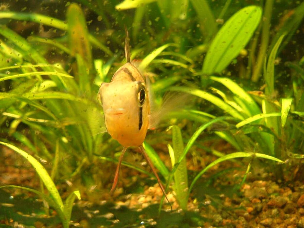 Microgeophagus altispinosus