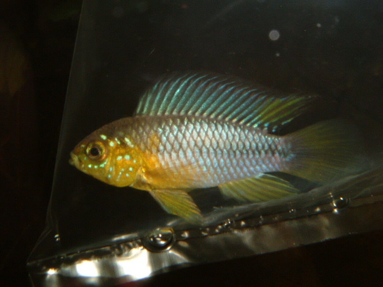 Apistogramma borellii